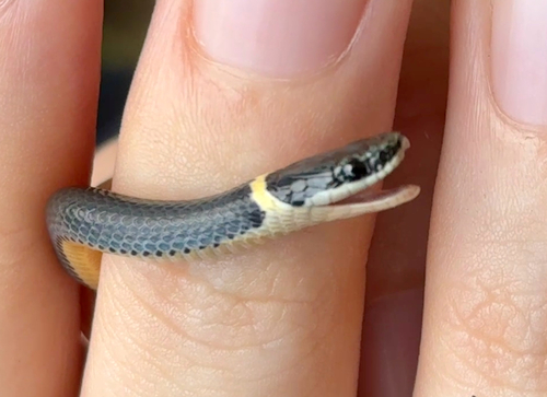 Ring-necked Snake