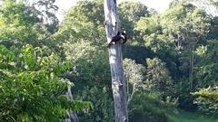 Pteroglossus torquatus