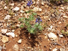Lupinus hillii
