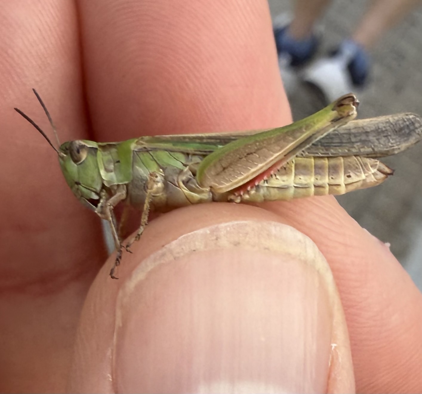 Aiolopus thalassinus