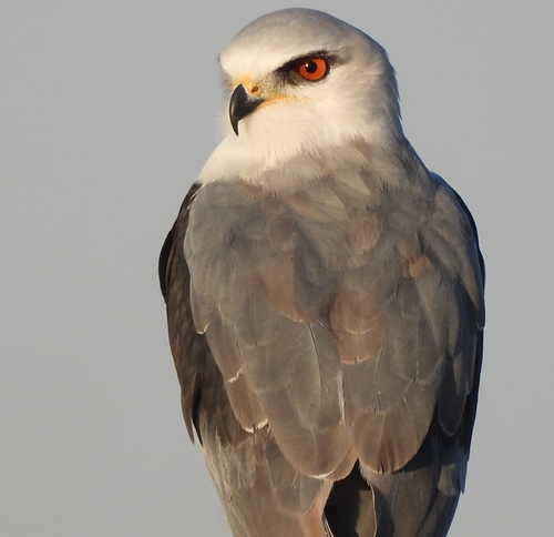 Elanio común (Elanus caeruleus)