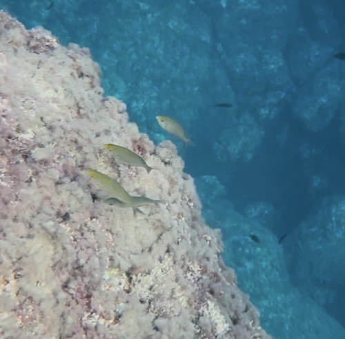 Sarpa salpa