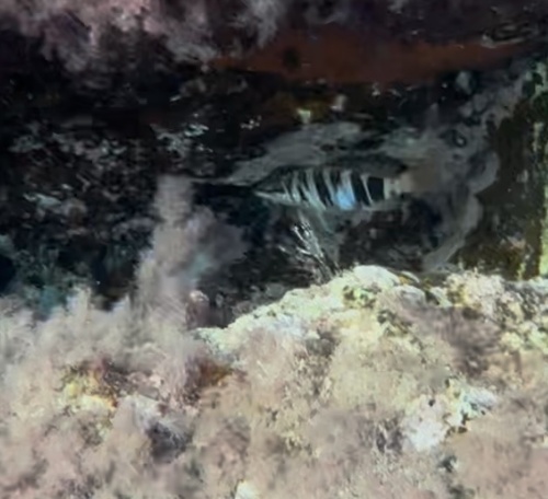 Serranus scriba