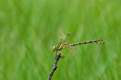 Ceratogomphus pictus