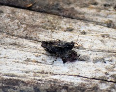 Paratettix mexicanus