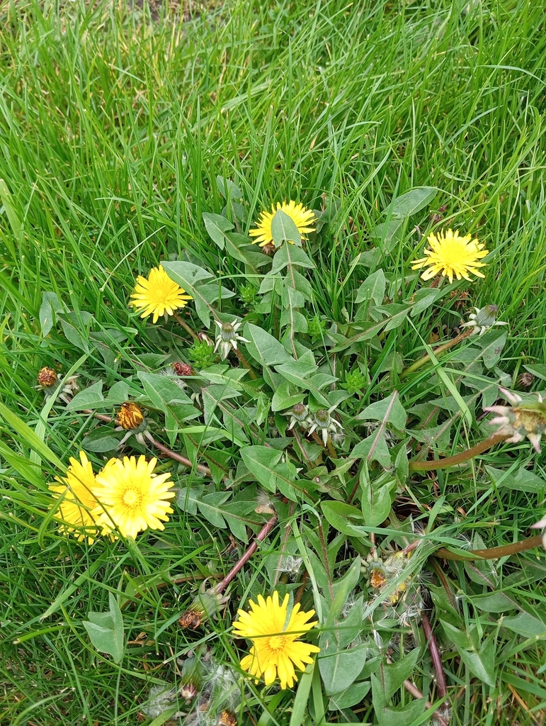 hook-lobed dandelions