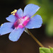 Blue Scarlet Pimpernel - Photo (c) Felix Riegel, some rights reserved (CC BY-NC), uploaded by Felix Riegel
