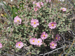 Cistus parviflorus