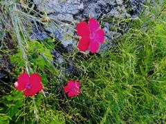 Dianthus mainensis