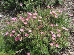 Cistus parviflorus