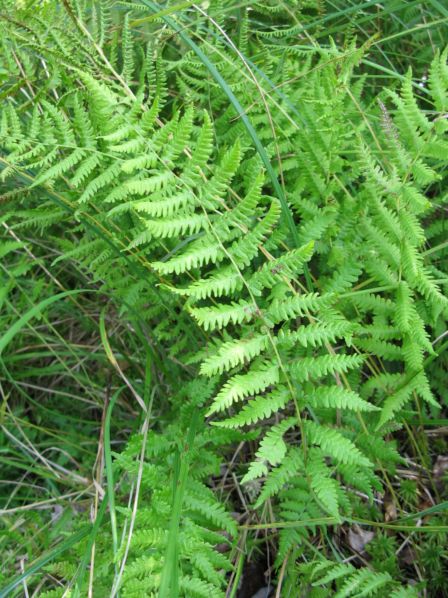 Coryphopteris simulata
