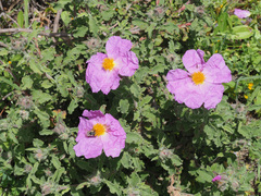 Cistus creticus creticus