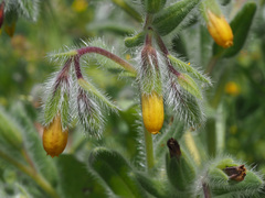 Onosma graeca