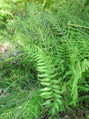 Coryphopteris simulata