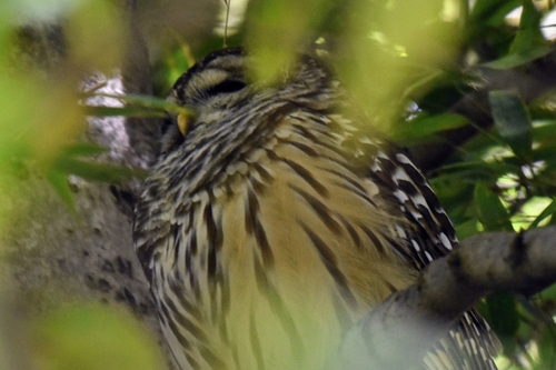 View observation of {o.common_name} on iNaturalist