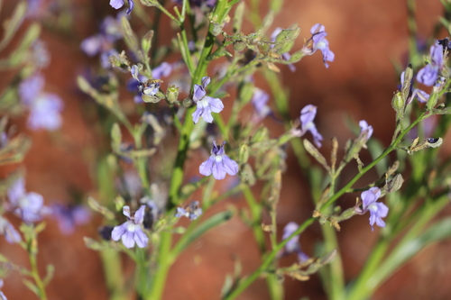 Goodenia ramelii