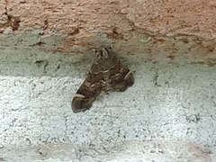 Hymenia perspectalis