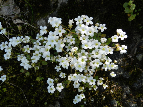 Siberian Saxifrage