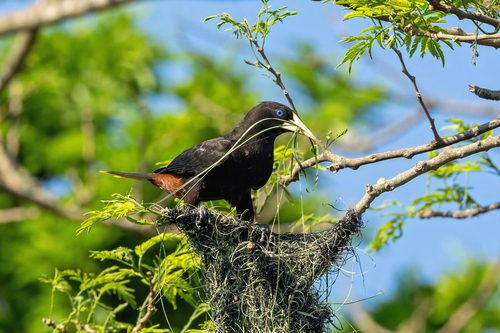 Crested Oropendola