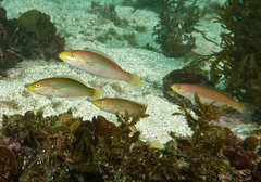 Stethojulis interrupta