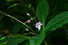 Impatiens devolii