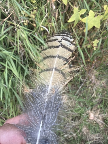 View observation of {o.common_name} on iNaturalist