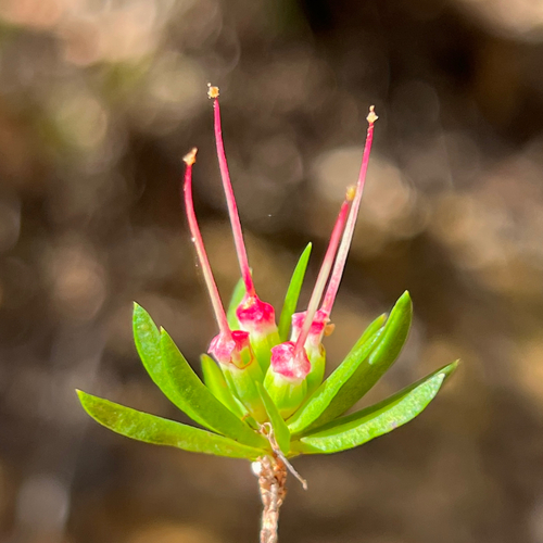 Darwinia procera, photograph 1