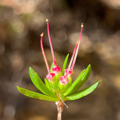 Darwinia procera, photograph (c) James K. Douch, some rights reserved (CC BY-SA)