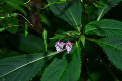 Impatiens devolii