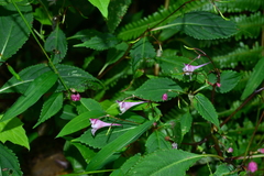 Impatiens devolii