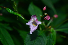 Impatiens devolii