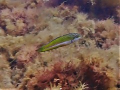 Halichoeres brownfieldi