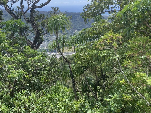 Dracaena halapepe, photograph 4