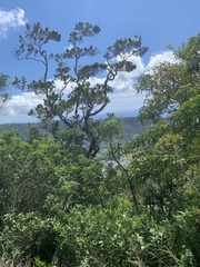 Dracaena halapepe, photograph Neal Kelso, CC BY, iNaturalist via GBIF