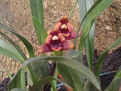 Maxillaria variabilis