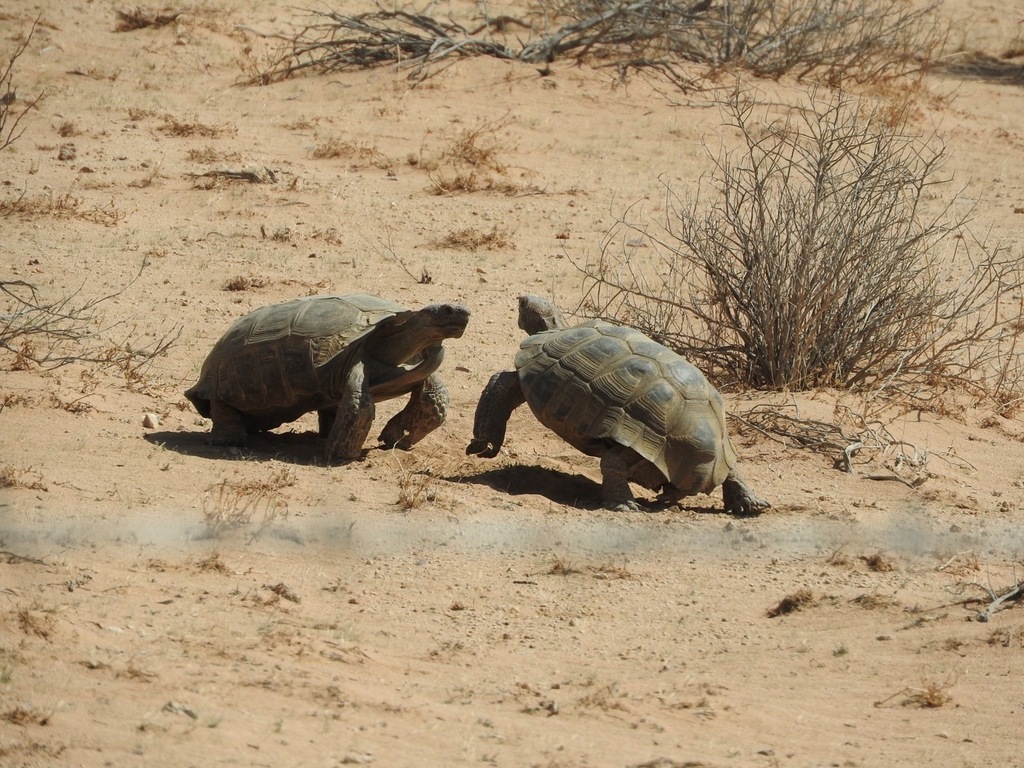 Mojave Desert Tortoise in April 2018 by nmoorhatch · iNaturalist