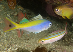 Pterocaesio digramma