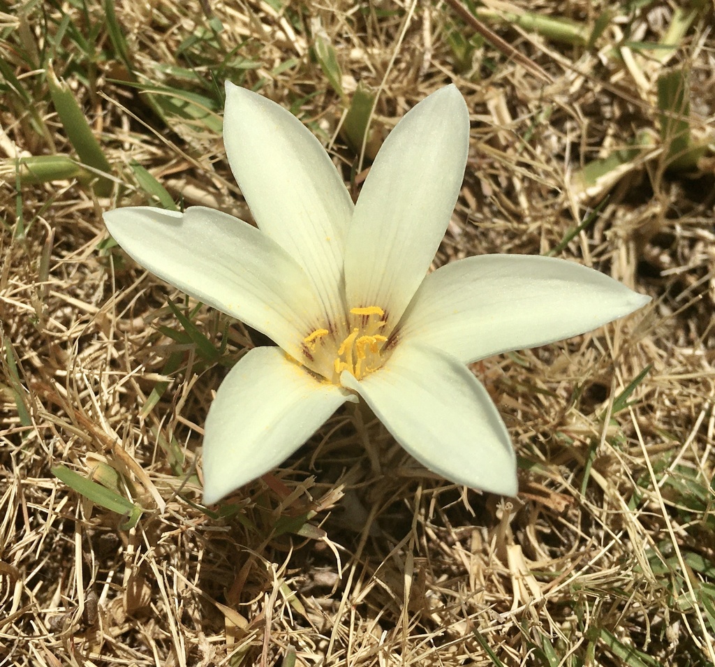 Zephyranthes americana