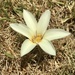 Zephyranthes americana - Photo (c) Santiago Mailhos,  זכויות יוצרים חלקיות (CC BY-NC), הועלה על ידי Santiago Mailhos
