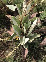 Byrsonima verbascifolia