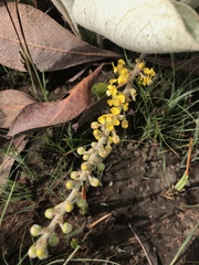 Byrsonima verbascifolia