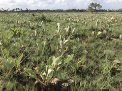 Byrsonima verbascifolia