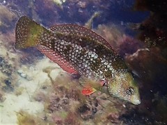 Brown Spotted Wrasse photo 3