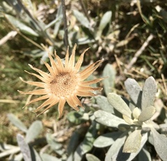 Senecio crassiflorus