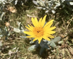 Senecio crassiflorus