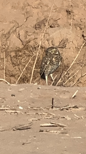 View observation of {o.common_name} on iNaturalist