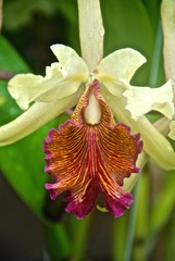 Cattleya dowiana
