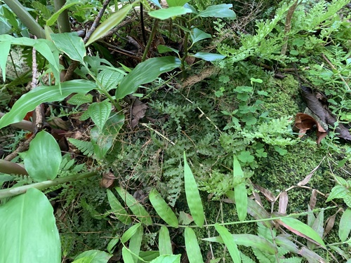 creeping palai (Vandenboschia davallioides)