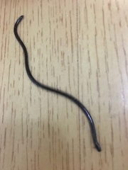 Liotyphlops ternetzii