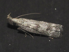 Dichomeris inversella